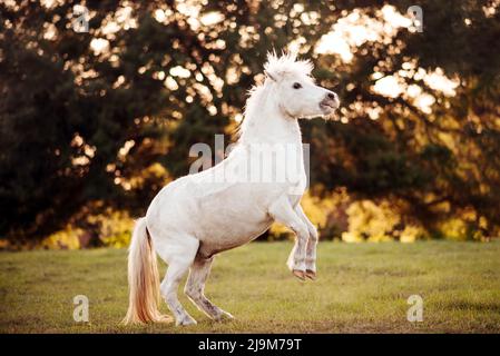 Pony bianco in un pascolo al tramonto. Pony in fattoria. Foto Stock