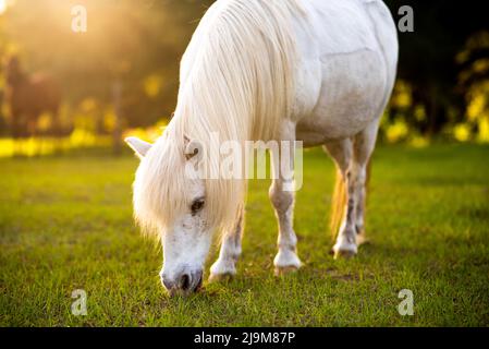 Pony bianco in un pascolo al tramonto. Pony in fattoria. Foto Stock