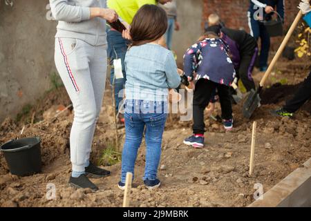 Volontari piantano alberi. Piantando piante nel terreno nel cortile. Cura dell'ambiente. La gente sta gocciolando sul terreno. Foto Stock