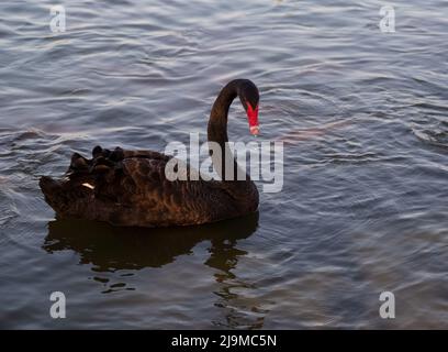 Un bel cigno nero (cygnus atratus) che nuota al lago del fenicottero nella mattina presto catturato a Dubai, Emirati Arabi Uniti. Foto Stock