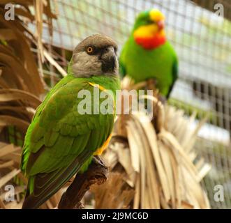 Un primo piano di un bel pappagallo verde catturato al mondo degli uccelli, Wildlife Sanctuary a Città del Capo, Sud Africa, il 13th agosto 2016. Foto Stock