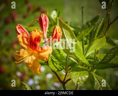 Azalea deciduo 'Golden Flare' in fiore sul moorland amatoriale piccolo giardino Dales a 900ft Foto Stock