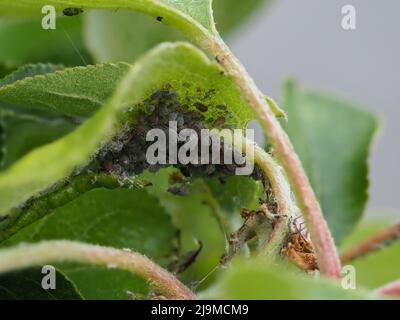 Apids che attacca le foglie sull'albero della mela Foto Stock