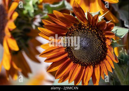 Splendidi ed enormi girasoli arancioni e rossi sullo sfondo del cielo blu catturato nella fattoria dei fiori di Asimah negli Emirati Arabi Uniti. Foto Stock