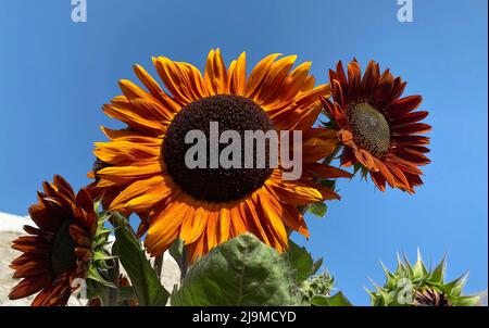 Splendidi ed enormi girasoli arancioni e rossi sullo sfondo del cielo blu catturato nella fattoria dei fiori di Asimah negli Emirati Arabi Uniti. Foto Stock