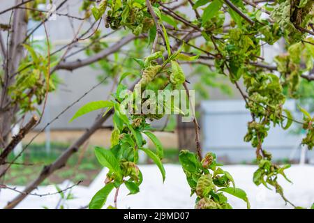 malattia di foglia di albero, foglie di albero di pesca intrecciato. fuoco selettivo Foto Stock