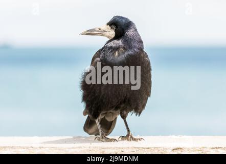 Fountainstown, Cork, Irlanda. 24th maggio 2022. Un comune Crow che tiene un'occhiata per i cibi scartati da un muro a Fountainstown, Co. Cork, Irlanda. - Credit; David Creedon / Alamy Live News Foto Stock