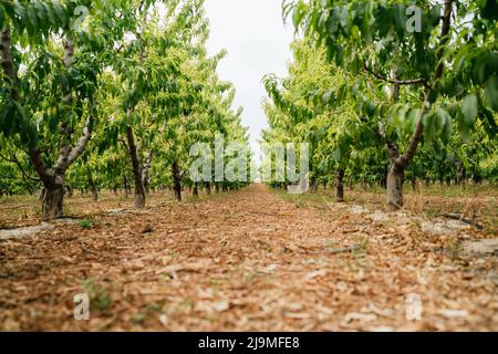 Piano terra di sentiero coperto di foglie secche e alberi che vanno tra file di peschi il giorno d'estate in fattoria Foto Stock