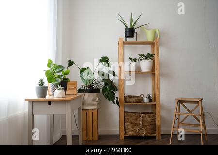 Fresco in vaso Monstera deliciosa e Peperomia obtusifolia piante con varie succulenti disposti su ripiano e tavolo in legno in moderno appartamento luminoso Foto Stock