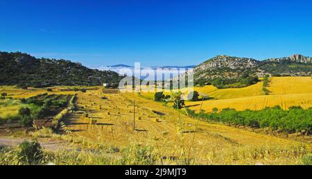 Bella campagna tranquilla verde valle paesaggio giallo, oliveto, colline, mare di basse nuvole stratus mattina, campi agricoli, Axarquia, Montes de ma Foto Stock