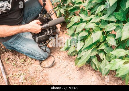 Regista irriconoscibile che registra filmati di alcune piante verdi all'interno di una serra Foto Stock