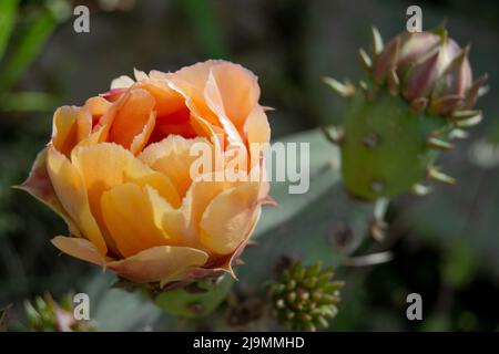 Delicato fiore di cactus di pera di prickly color pesca con soffice imbottitura di cactus verde e fiore di frutta viola sullo sfondo Foto Stock