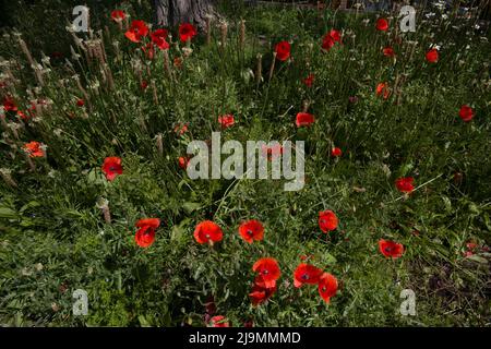 Wildflower Meadow per impollinare insetti Tower Bridge London Foto Stock