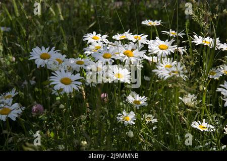 Wildflower Meadow per impollinare insetti Tower Bridge London Foto Stock