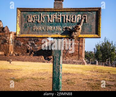 PRA Prang Sam Yod o Phra Prang Sam Yot rovina tempio con scimmie, a Lopburi, Thailandia Foto Stock