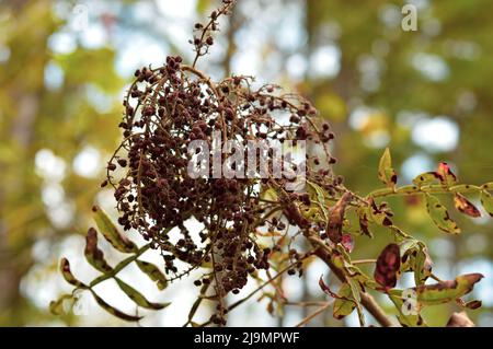 NC Winged Sumac (Rhus copallinum) all'inizio di ottobre Foto Stock