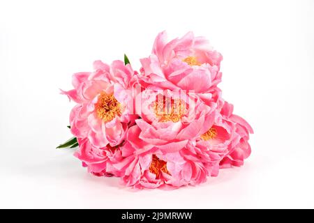 Un grande mazzo di belle peonie rosa in un vaso bianco fotografato su uno sfondo bianco semplice Foto Stock