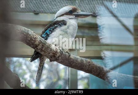 Bella ridere kookaburra allo zoo seduto su un ramo d'albero nel recinto Foto Stock