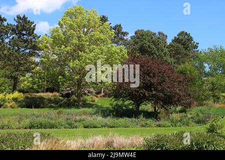 Trees, RHS Hyde Hall Gardens, vicino a Chelmsford, Essex, Regno Unito Foto Stock