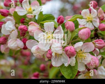 Bianco tingato con fiore rosa su albero di granchio mela. Malus 'Evereste' Foto Stock