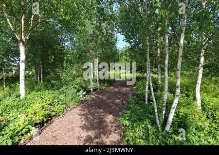 Birch Grove, RHS Hyde Hall Gardens, vicino a Chelmsford, Essex, Regno Unito Foto Stock