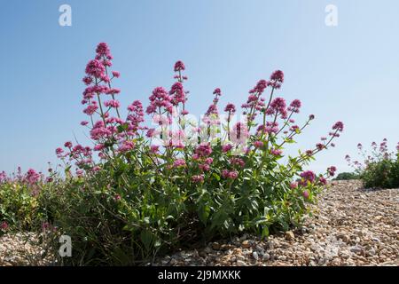 Centrenthus ruber, valeriana rossa, sperone valeriana, valeriana, fiori che crescono in grumi sulla spiaggia, ciottoli, preda a Pagham, Sussex, Regno Unito Foto Stock