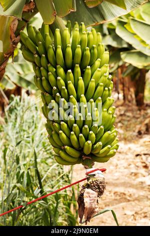 La coltivazione di banane presso la Finca Ecológica la Calabacera a Finca Ecológica la Calabacera a Guía de Isora a Tenerife, Spagna. Foto Stock