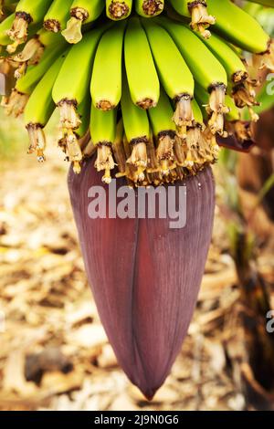 Un fiore di banana viola è appeso sotto un mazzo di banane che crescono presso la Finca Ecológica la Calabacera a Finca Ecológica la Calabacera a Guía de Isora. Foto Stock