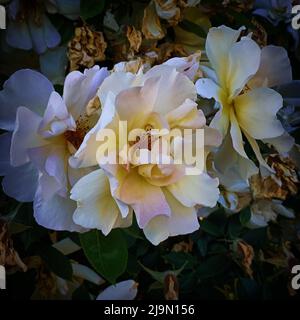 Immagine di rose di colore giallo bianco, 3 grandi fiori in fiore, una foto di cespuglio di rose all'aperto Foto Stock