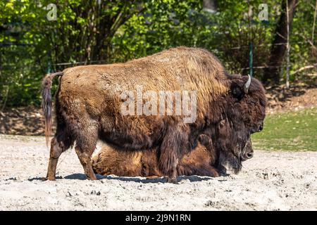 I bisonti americani o semplicemente bison, anche comunemente noto come il bufalo americano o semplicemente di Buffalo, è un North American specie di bisonti che una volta in roaming Foto Stock