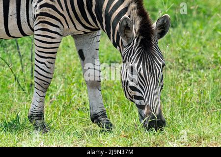 Pianure zebra / Zebra di Burchel / Zebra comune (Equus quagga / Equus burchellii) pascolo erba nel Parco Nazionale Kruger, Mpumalanga, Sudafrica Foto Stock