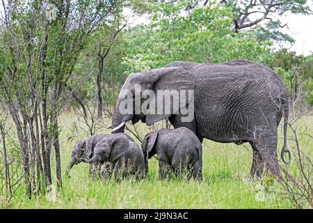 Elefante africano di cespugli (Loxodonta africana), vacca con tre vitelli / bambini che pascolo erba nel Parco Nazionale Kruger, Mpumalanga, Sudafrica Foto Stock