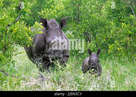 Rinoceronte bianco / rinoceronte quadrato (Ceratotherium simum), vacca / femmina con vitello nel Parco Nazionale Kruger, Mpumalanga, Sudafrica Foto Stock