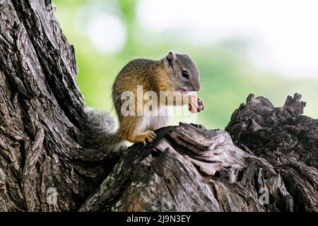 Scoiattolo di bush di Smith / scoiattolo di piedi gialli / scoiattolo di albero (Paraxerus cepapi), scoiattolo di bush africano nativo dell'Africa meridionale Foto Stock