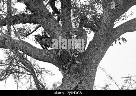 Foto in bianco e nero dell'albero di arrampicata del leopardo africano (Panthera pardus pardus) nel Parco Nazionale del Kruger, Mpumalanga, Sudafrica Foto Stock