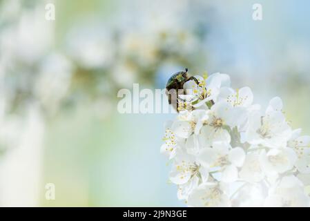 Cafer di rame (Protaetia cuprea) impollinando prugna di ciliegia o Myrobalan fiori di prugna. Albero di frutta in fiore in primavera. Foto Stock