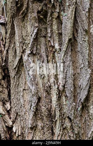 Corteccia esterna a coste grossolanamente di un albero deciduo in un giardino botanico di Vancouver Foto Stock