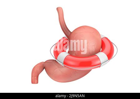 Anatomia dello stomaco umano organo interno con bue di vita su sfondo bianco. 3D rendering Foto Stock