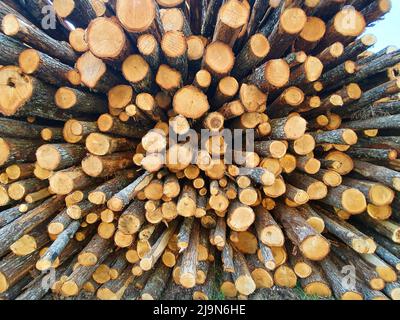 La parete della botte ha segato legno di betulla taglio Foto Stock