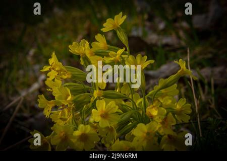 Fiore di cowslip in primavera soleggiato giorno fresco con ombra nera Foto Stock