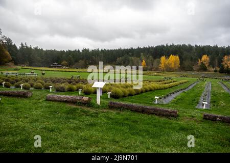 Friday Harbor, WA USA - circa Novembre 2021: Vista ad angolo dei campi alla fattoria di lavanda Pelindaba sull'isola di San Juan. Foto Stock