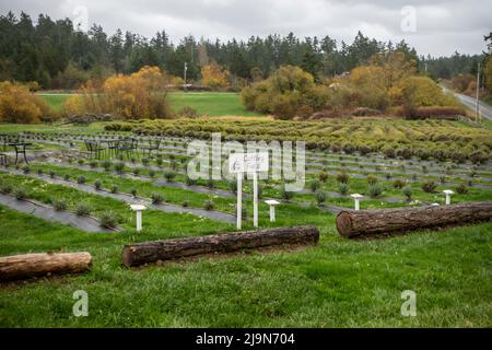 Friday Harbor, WA USA - circa Novembre 2021: Vista ad angolo dei campi alla fattoria di lavanda Pelindaba sull'isola di San Juan. Foto Stock