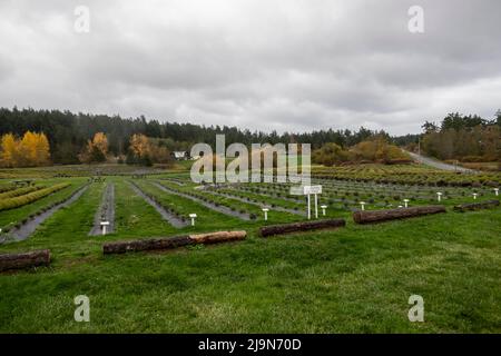 Friday Harbor, WA USA - circa Novembre 2021: Vista ad angolo dei campi alla fattoria di lavanda Pelindaba sull'isola di San Juan. Foto Stock