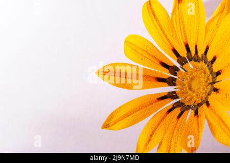 Metà di un fiore bagnato di gazania, macro su sfondo rosa brillante, con molto spazio di testo. Foto Stock