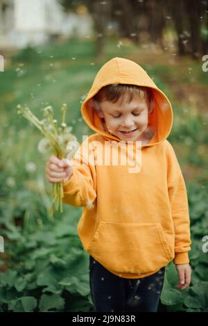 Un ragazzino in una felpa gialla soffia su un bouquet dandelions. Foto Stock