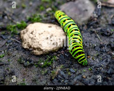 Un bruco verde con macchie nere e arancioni su sfondo scuro striscia nel fango tra le pietre Foto Stock