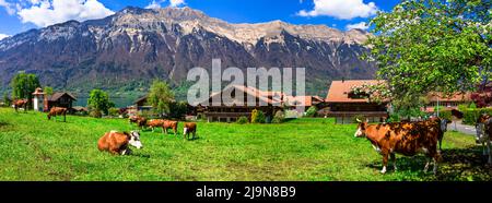 Campagna svizzera tradizionale. Paesaggio panoramico con mucche in verdi pascoli (prati) circondato da montagne alpine. Foto Stock