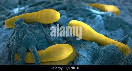 Clostridium botulismo patogeni che crescono su tessuto organico - 3D illustrazione Foto Stock