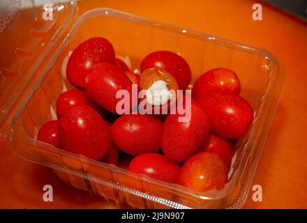 Modellare su un pomodoro coltivato a caldo in un contenitore di pinta lunedì 16 maggio 2022. (© Richard B. Levine) Foto Stock