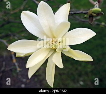 Magnolia acuminata, comunemente chiamato albero di cetrioli, magnolia cetrioli o magnolia blu fioritura Foto Stock